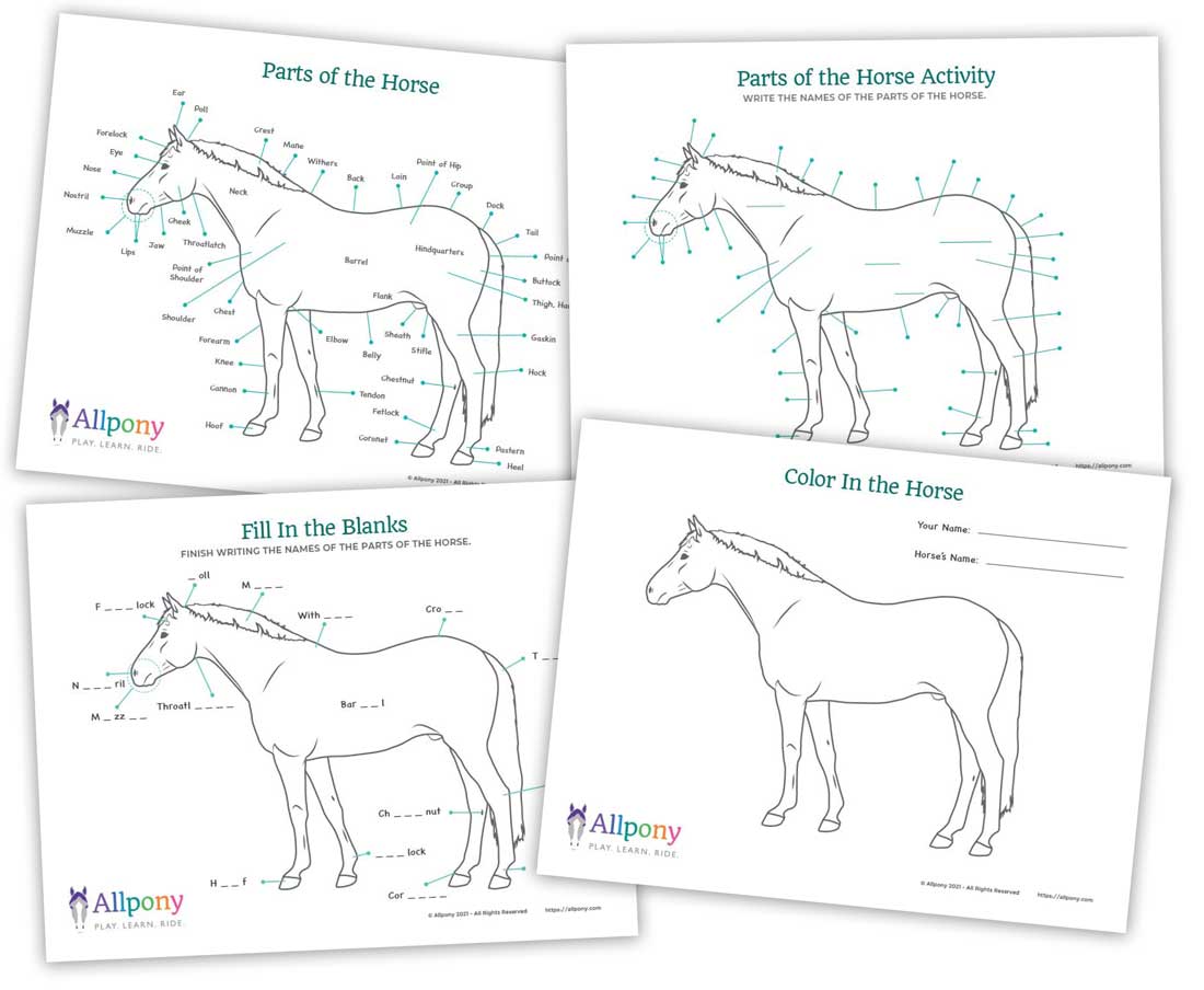 Parts of the Horse Worksheet Downloadable Activity PDF Allpony
