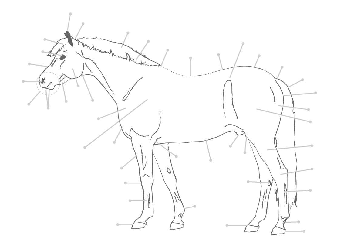 Learn the Parts of the Horse - Allpony Pertaining To Parts Of The Horse Worksheet